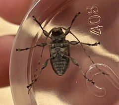 Leptostylopsis terraecolor