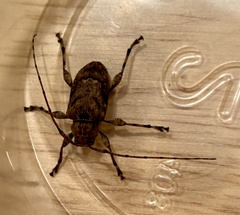 Leptostylopsis terraecolor