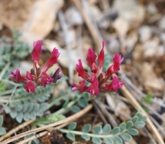 Astragalus incanus