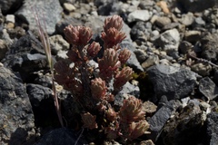 Sedum radiatum