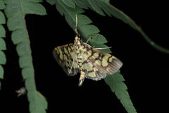 Lygropia distorta