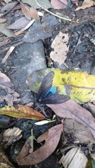 Gynautocera rubriscutellata