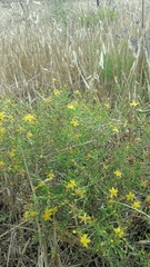 Hypericum triquetrifolium