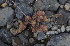 Sedum radiatum
