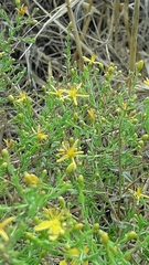 Hypericum triquetrifolium