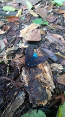 Gynautocera rubriscutellata