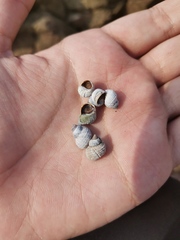 Echinolittorina radiata