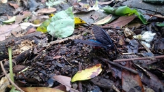 Gynautocera rubriscutellata