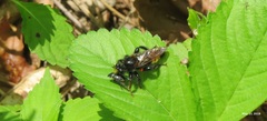 Laphria mitsukurii