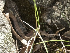 Crotalus willardi