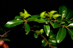 Diospyros tropophylla image