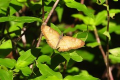 Mestra hersilia