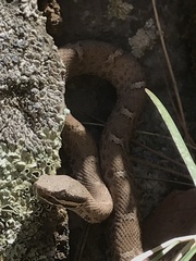 Crotalus willardi