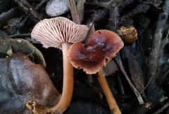 Gymnopus fuscopurpureus