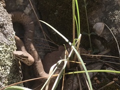 Crotalus willardi