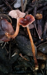 Gymnopus fuscopurpureus