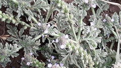Verbena supina
