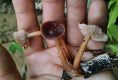 Gymnopus fuscopurpureus