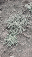 Verbena supina