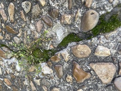 Dicranum