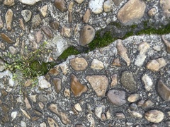 Dicranum