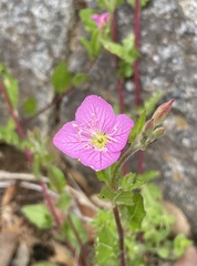 Oenothera