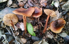 Gymnopus fuscopurpureus