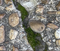 Dicranum