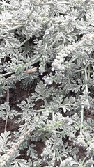 Verbena supina