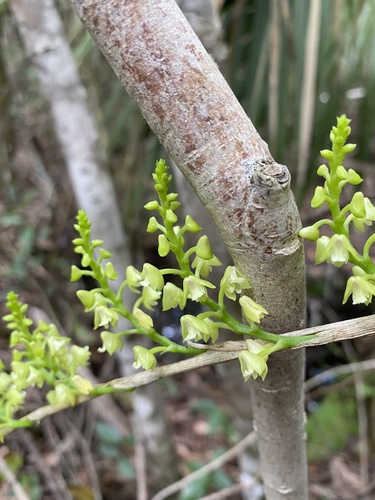 Polystachya concreta