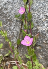 Oenothera
