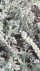 Verbena supina