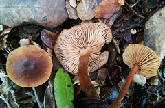 Gymnopus fuscopurpureus