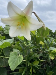 Lilium longiflorum scabrum