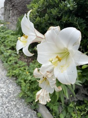 Lilium longiflorum scabrum