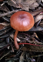 Gymnopus fuscopurpureus