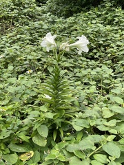 Lilium longiflorum scabrum