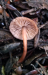 Gymnopus fuscopurpureus