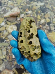 Leiosolenus