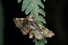 Omphisa anastomosalis