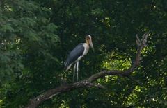 Leptoptilos javanicus