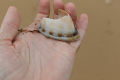 Phalium bandatum