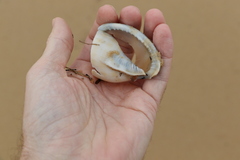 Phalium bandatum