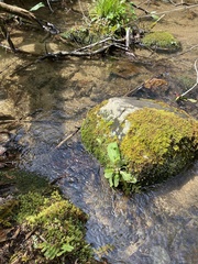 Micranthes micranthidifolia