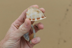 Phalium bandatum