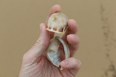 Phalium bandatum