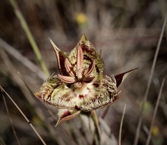 Calochortus tiburonensis