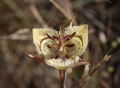 Calochortus tiburonensis