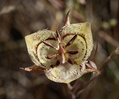Calochortus tiburonensis