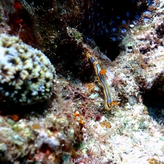 Chromodoris colemani
